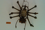 Spinnen-Skulptur von Groeg